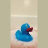Squeeze duck