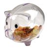 Transparent piggy bank